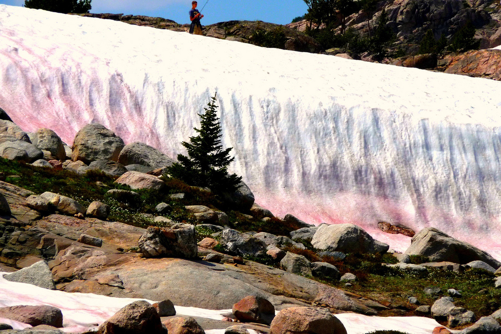 The watermelon snow at the edge of this glacier in Montana is caused by algae living in the snow.
—Credit: Carol Neuhoff 